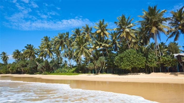 Tropical Beach with Palm Trees and Ocean Waves 4K