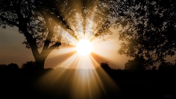 Sunlight beams through trees at dawn 4K