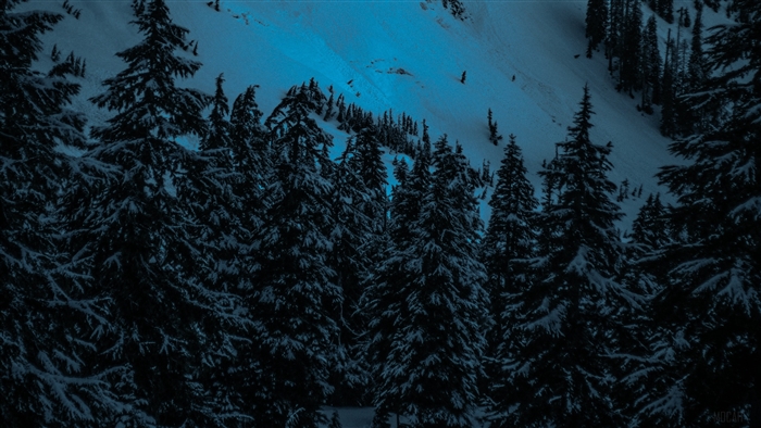Snowy fir trees on a mountain slope at dusk