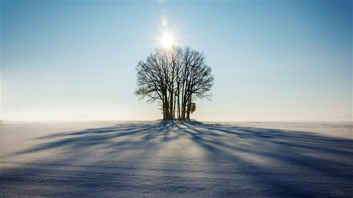 Bare trees in a snowy field with sun and shadows