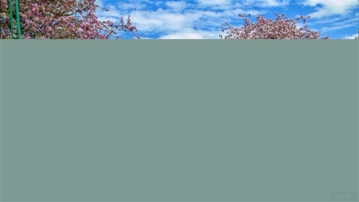Pink cherry blossoms against a blue sky with clouds