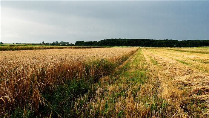 Wheat Field in Ukraine 4K