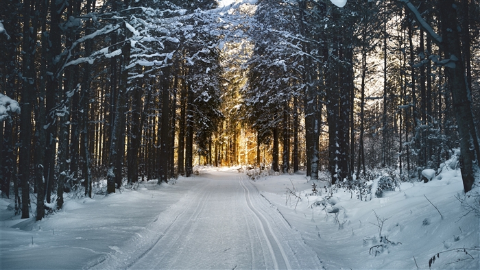 Winter forest road with sunlight