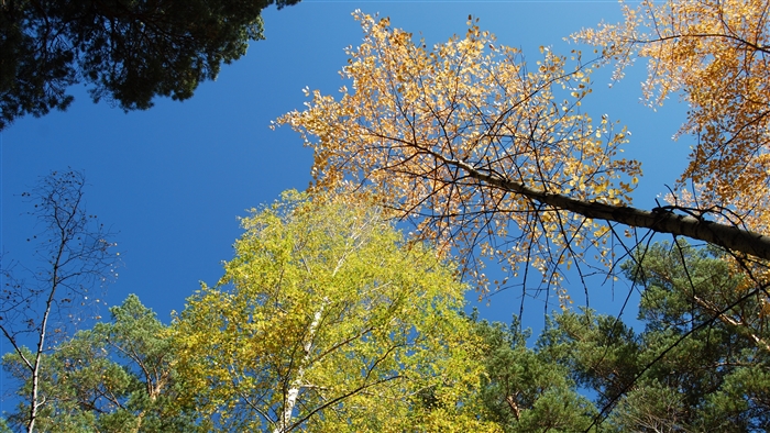 Autumn forest canopy against a clear blue sky