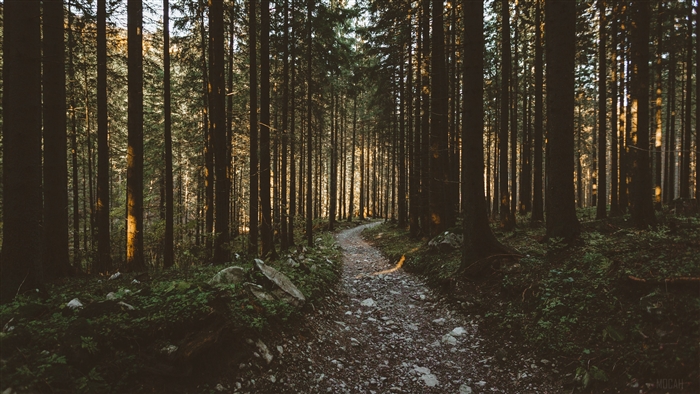 Forest pathway with sunlight filtering through trees 4K
