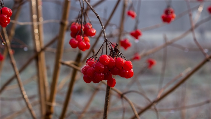Red berries on branches 4K