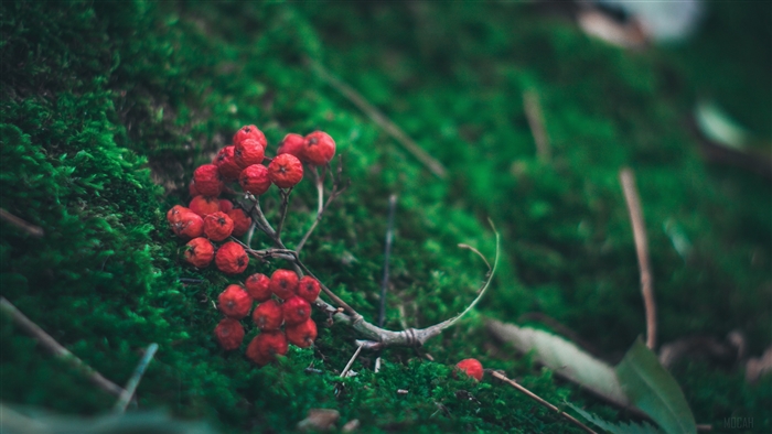Rowan branch with red berries on moss 4K