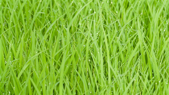 Green rice field with water drops 4K