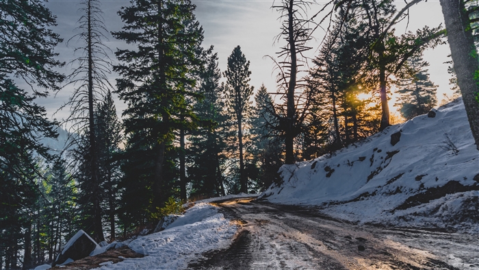 Snowy mountain road through pine forest at sunset 4K