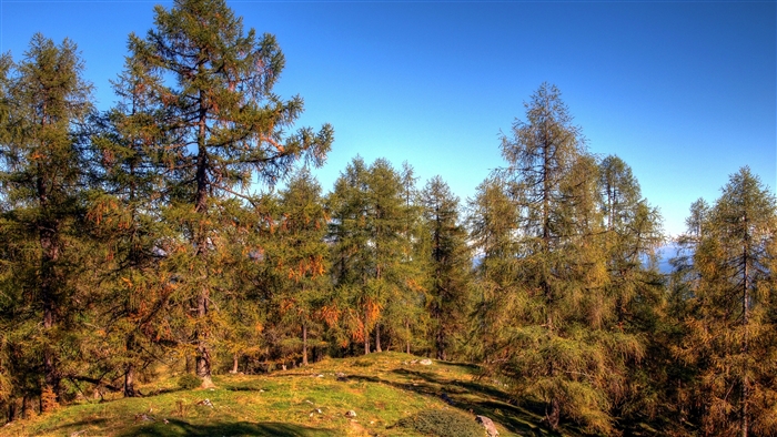Forest with tall spruce trees and blue sky
