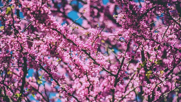 Pink flowers on a tree in spring 4K