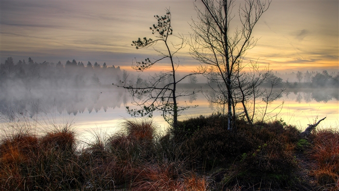 Misty lake at sunset with trees and reeds