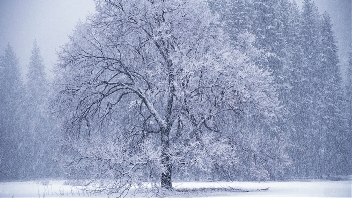 Snowfall on a large tree in a forest