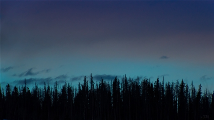 Silhouette of trees against a twilight sky 4K