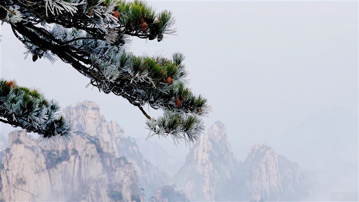 Pine tree branch with frost and mountains in mist 4K