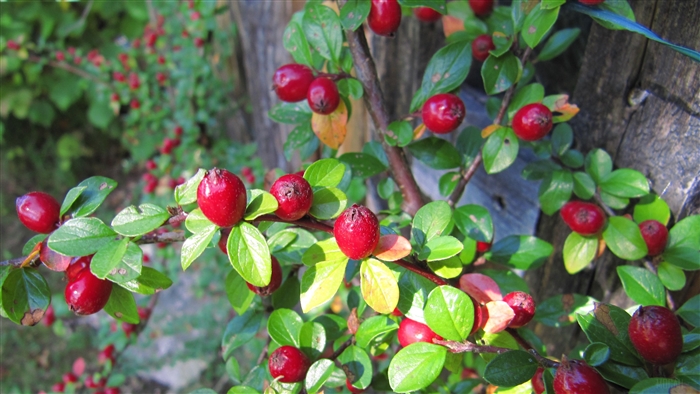 Red berries on a shrub with green leaves