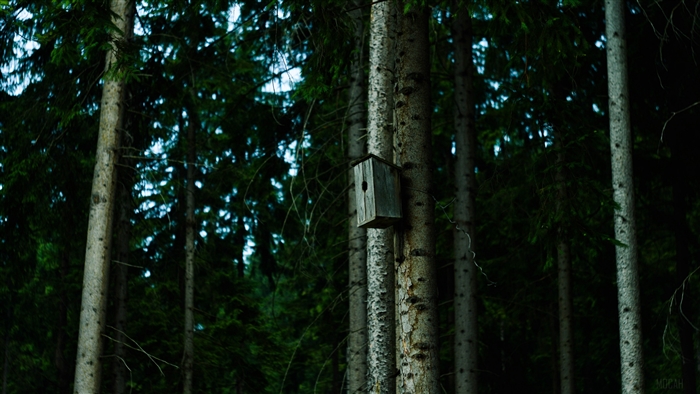 Birdhouse on a tree in a forest 4K