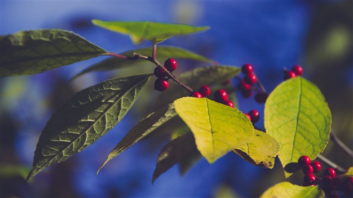 Branch with red berries and green leaves 4K