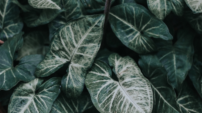 Close-up of green leaves with white veins in 4K