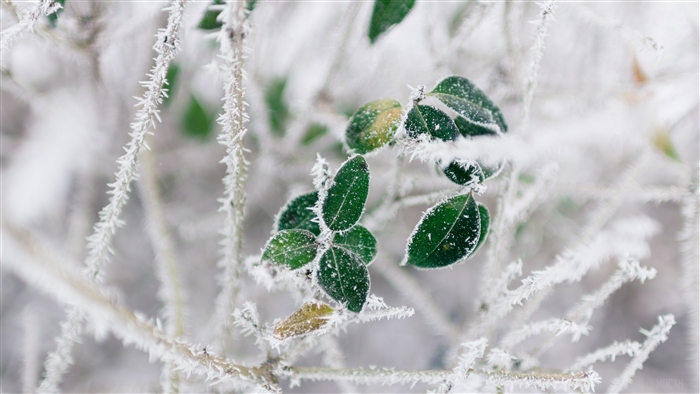 Frost covered branches and green leaves in winter 4K