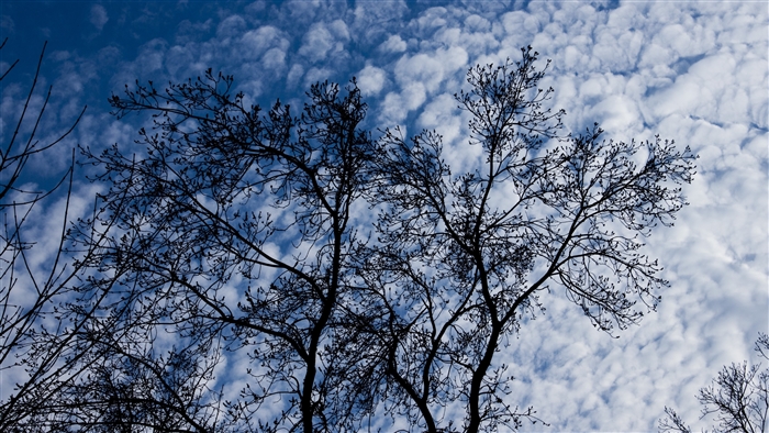 Silhouette of tree branches against a cloudy blue sky 4K