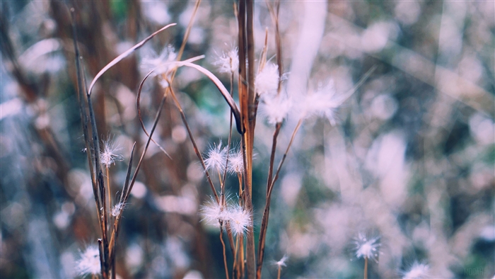 Dry plants with fluffy seeds in soft focus 4K
