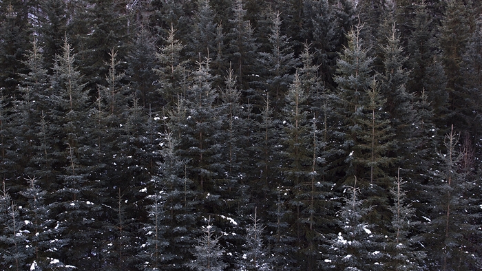 Dense forest with snow-covered pine trees