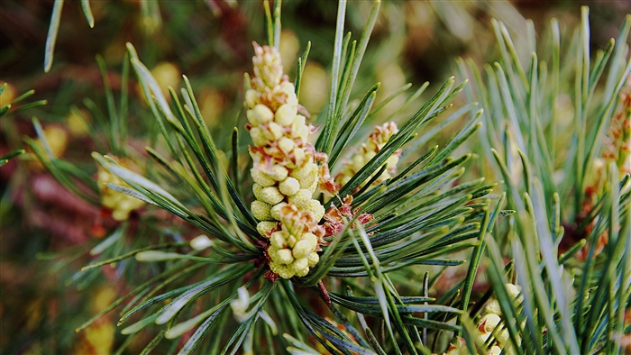 Pine tree needles and developing cones 4K