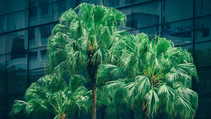 Palm trees in front of a modern building