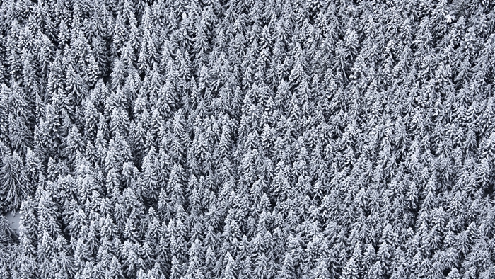 Snowy forest from a top view, 4K