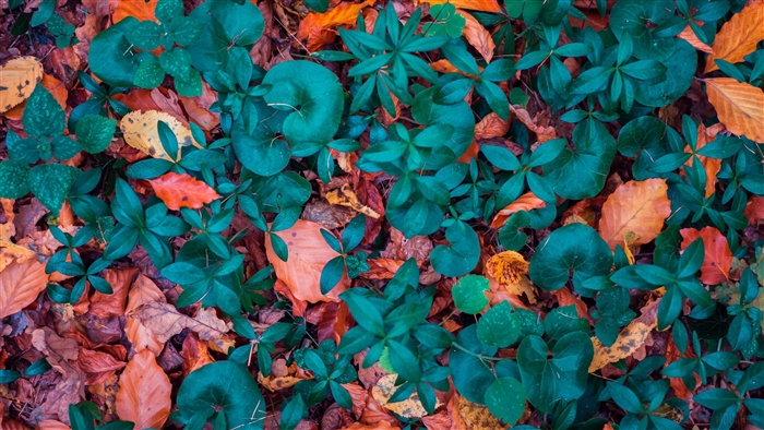 Fallen autumn leaves and green plants 4K