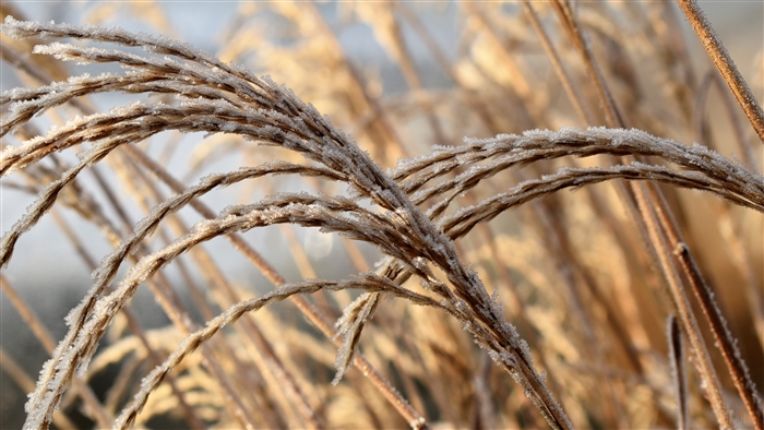 Frost on dry grass stalks in winter
