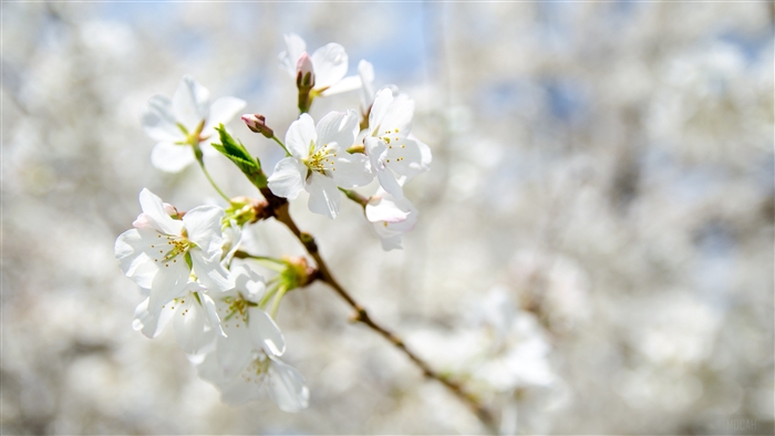 White cherry blossoms on a branch in spring 4K