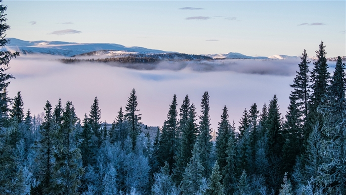 Winter forest with fog and mountains 4K