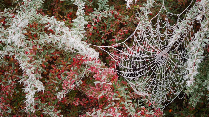 Spider web covered in hoarfrost on a bush with red berries