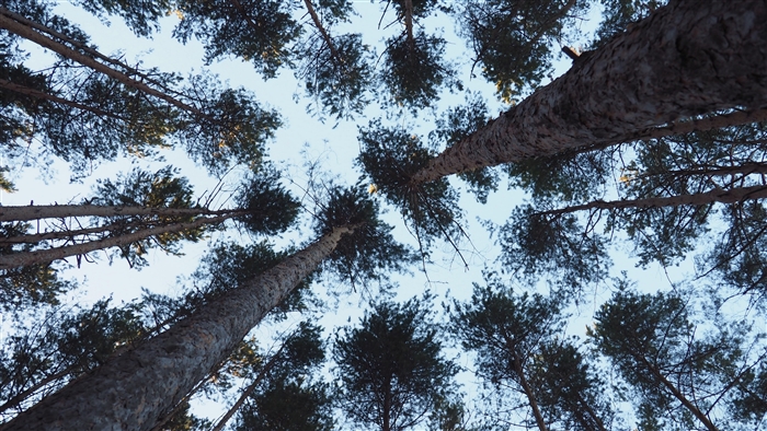 Looking up at tall pine trees with branches against the sky