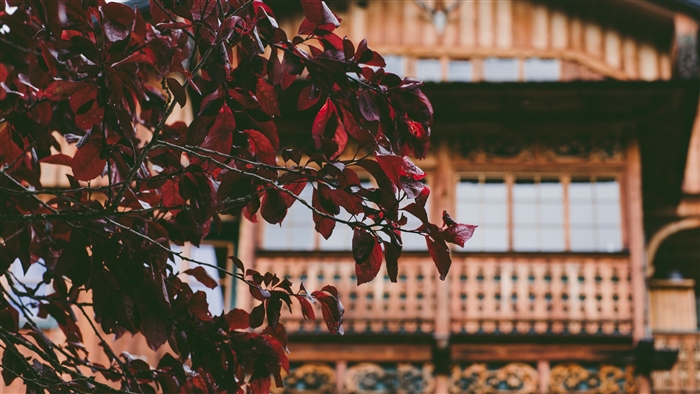 Red leaves in front of a wooden house