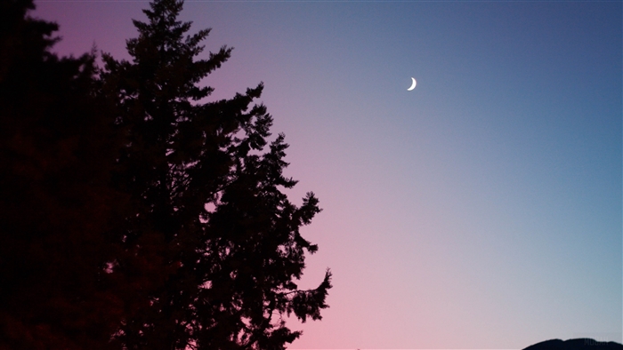 Silhouette of trees against a twilight sky with a crescent moon