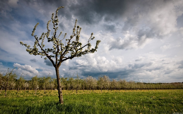 Orchard with blooming trees under a cloudy sky