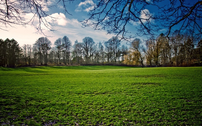 A sunlit green field with bare trees and a blue sky