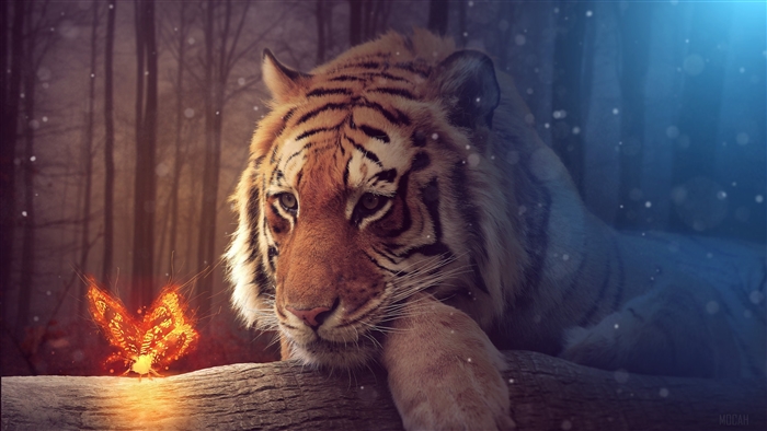 Tiger and Fiery Butterfly in Forest 4K