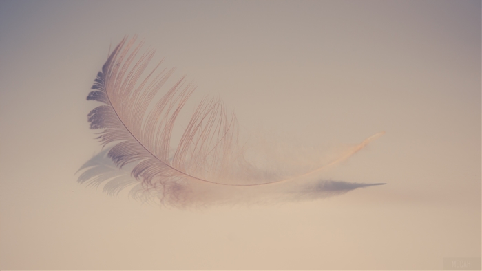Soft Feather 4K
