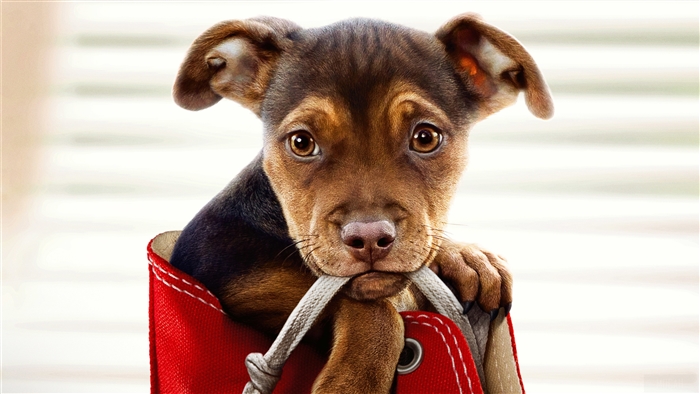 A Dog's Way Home Movie 2019 4K