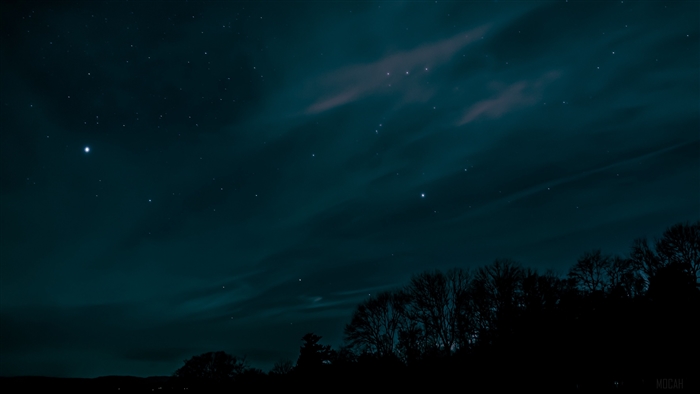 Night sky with stars and trees 4K