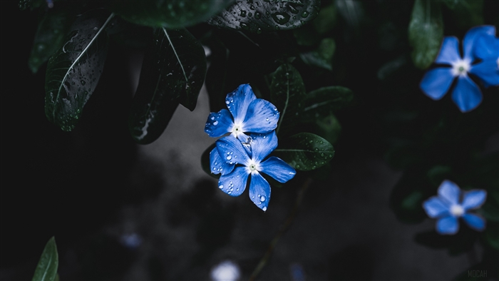Blue flowers with water drops on leaves 4K