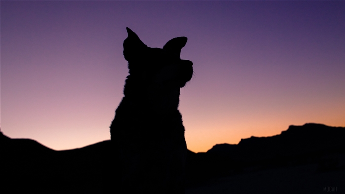 Dog Silhouette Against Purple and Orange Sunset Sky 4K
