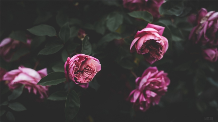 Pink roses on a dark background 4K