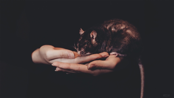 Rat held in hands, 4K