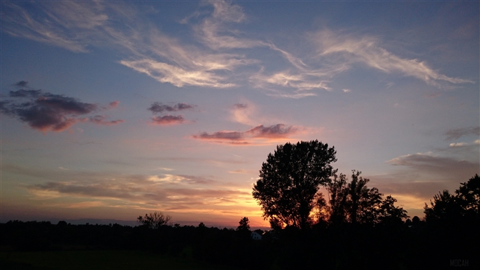 Sunset sky with clouds over trees 4K