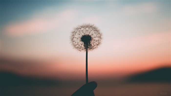 Dandelion held in hand at sunset, 4K